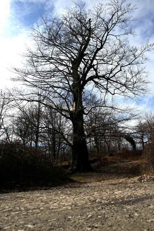 photo "a tree :D" tags: landscape, nature, forest