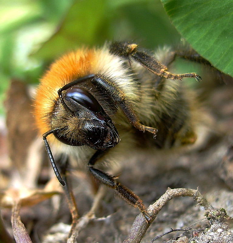 photo "***" tags: nature, macro and close-up, insect