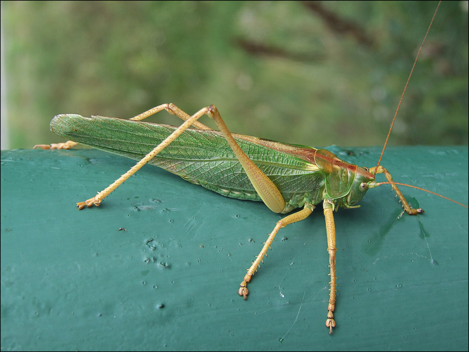 photo "***" tags: nature, macro and close-up, insect