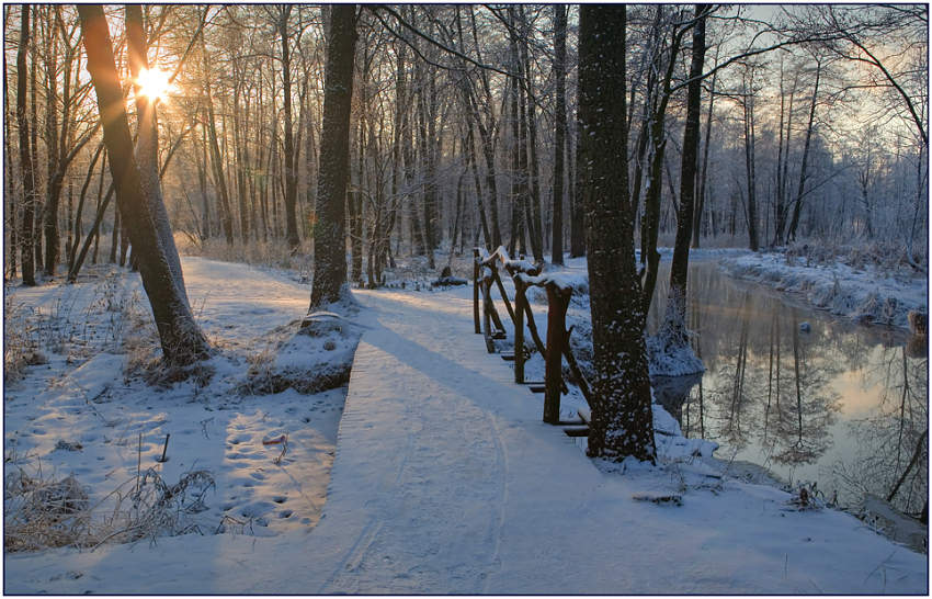 photo "The winter sun" tags: landscape, forest, winter