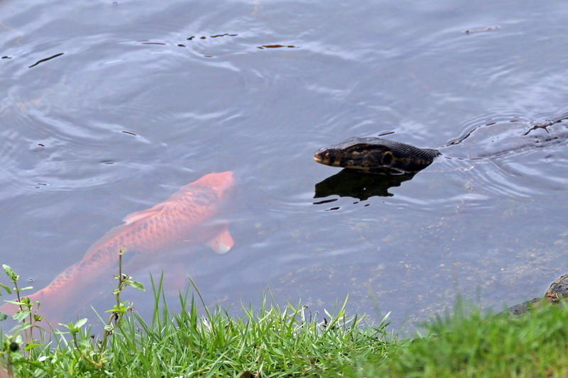 photo "***" tags: nature, genre, wild animals