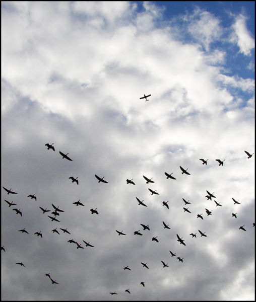 photo "Autumn: crossroad" tags: nature, genre, wild animals