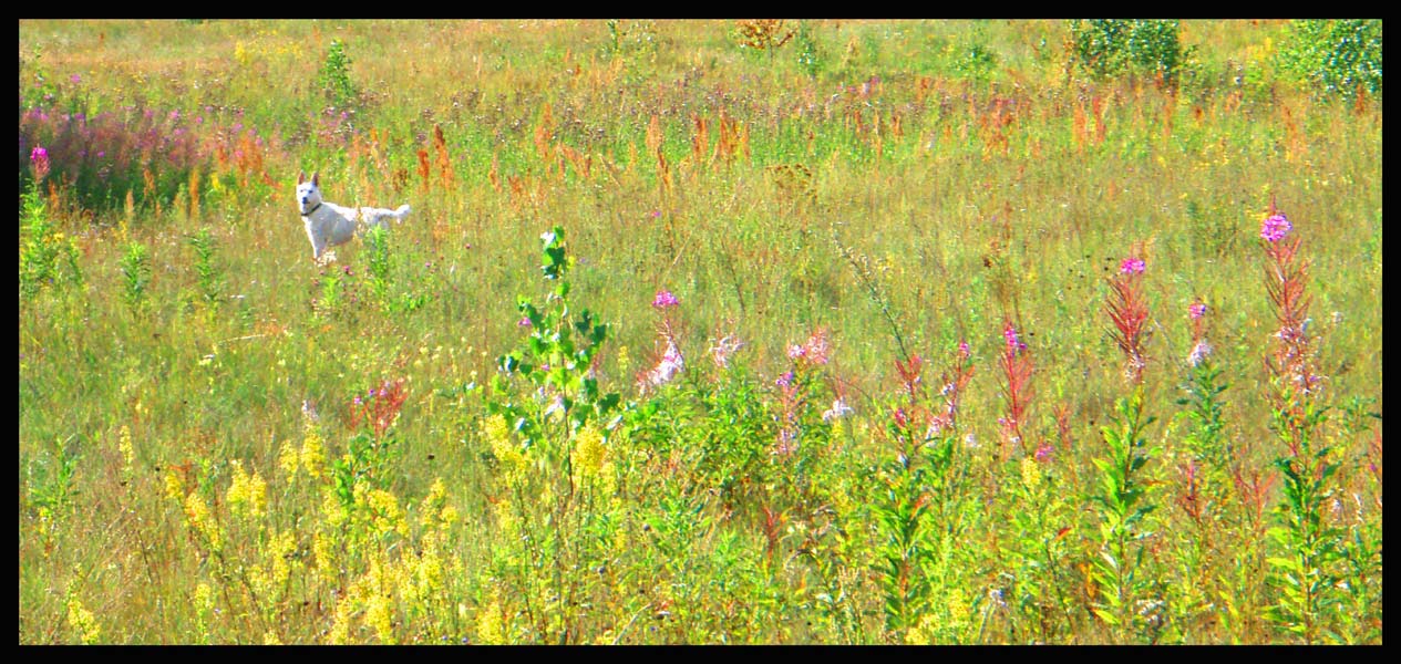 photo "Summer: let's walk !" tags: nature, flowers, pets/farm animals