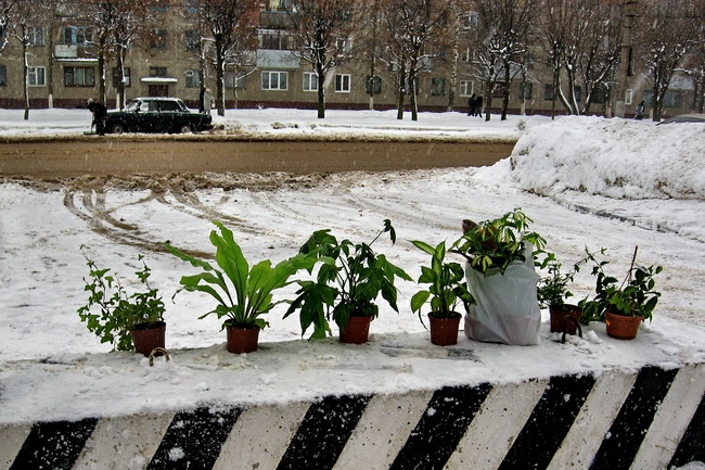 фото "Зелёный Город, или Цветы и их чувство снега." метки: жанр, юмор, 