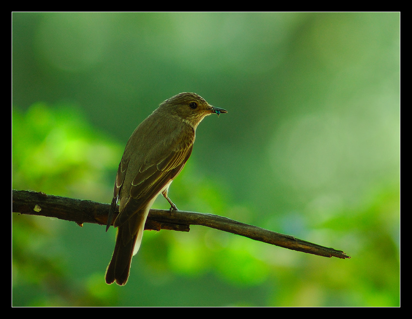 photo "***" tags: nature, wild animals