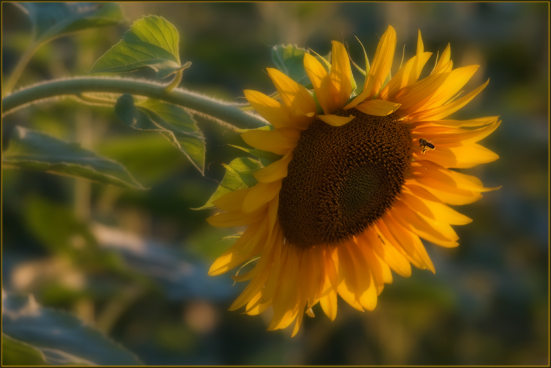 photo "***" tags: nature, flowers