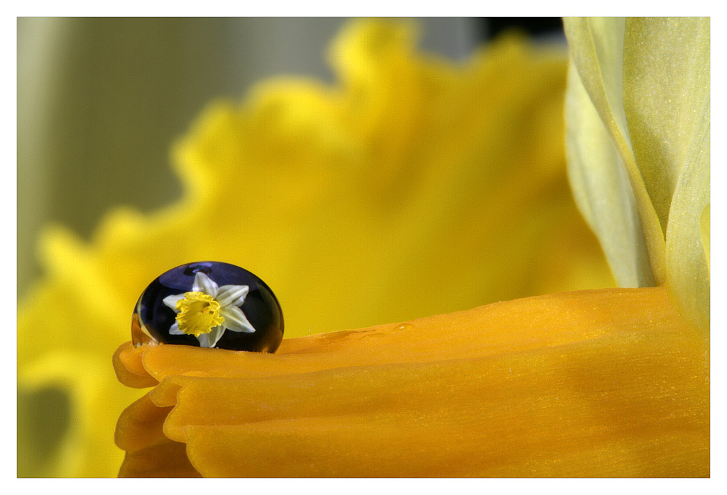 photo "easter drops" tags: nature, flowers