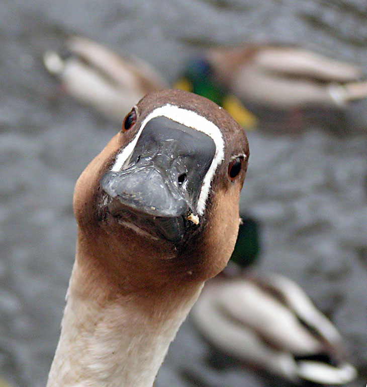 photo "***" tags: nature, genre, wild animals