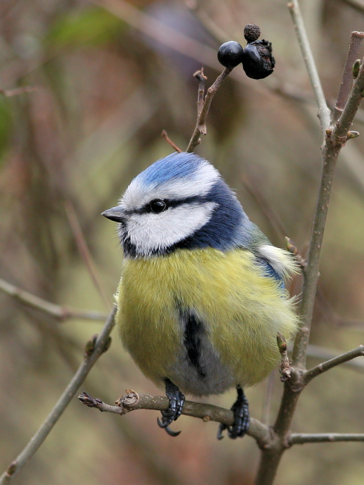 фото "Parus caeruleus (5)" метки: природа, дикие животные