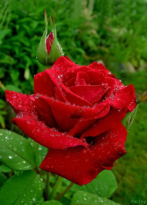 фото "роса и роза" метки: природа, макро и крупный план, цветы