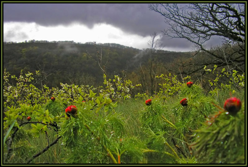 photo "***" tags: landscape, mountains, spring