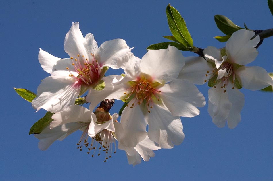 photo "***" tags: nature, flowers