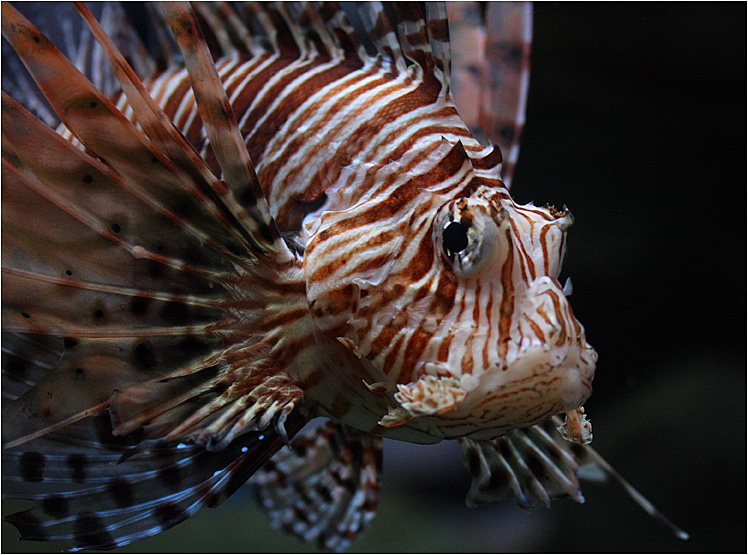 photo "Portrait of an angry fish" tags: nature, wild animals