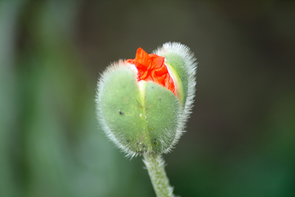 photo "***" tags: nature, flowers