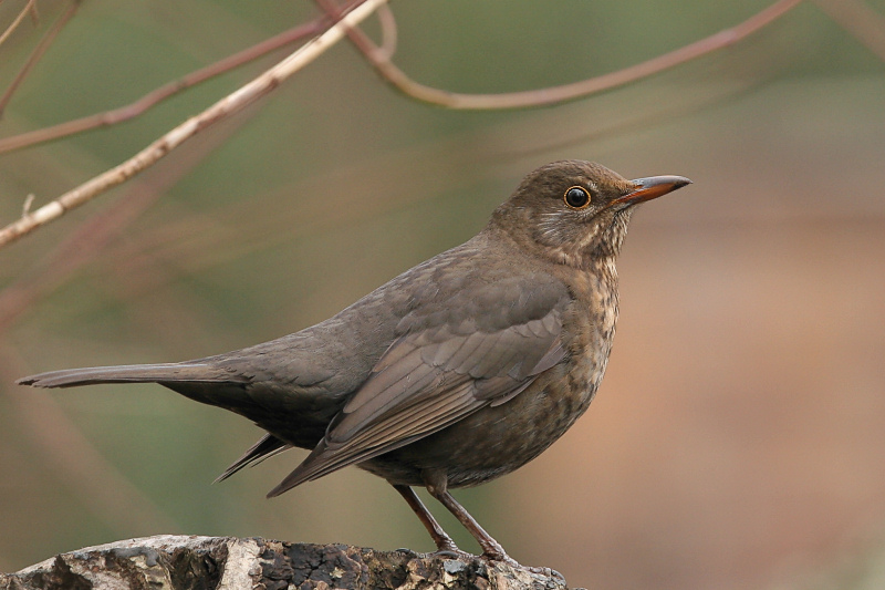 photo "Turdus merula" tags: nature, wild animals