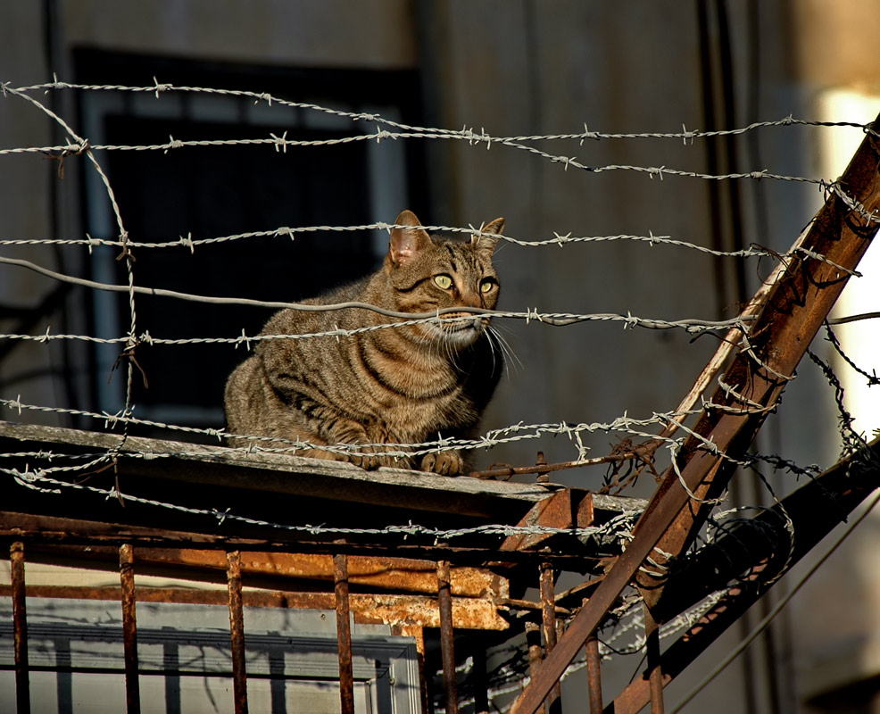 photo "The prisoner" tags: nature, humor, pets/farm animals