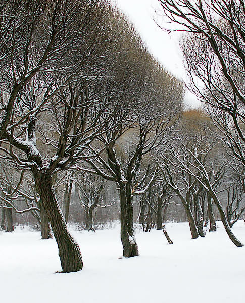 photo "***" tags: landscape, forest, winter