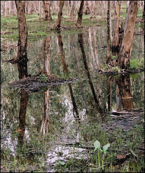 photo "January in the eucaliptus wood." tags: landscape, forest, water