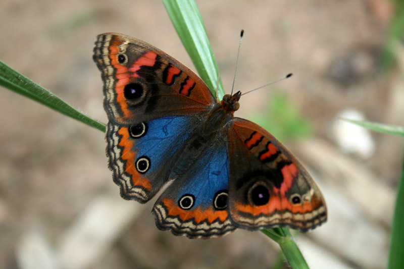 photo "Brasil" tags: nature, insect