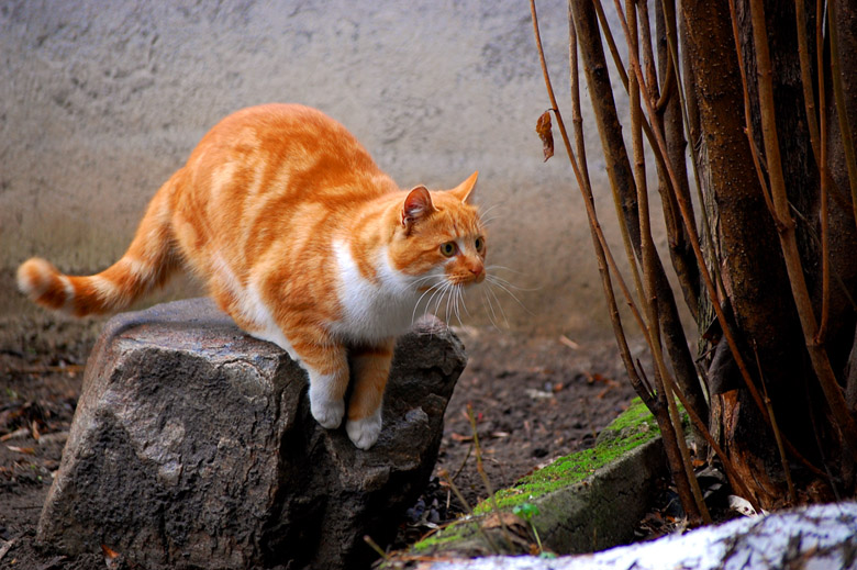 photo "hunting sparrow" tags: nature, pets/farm animals