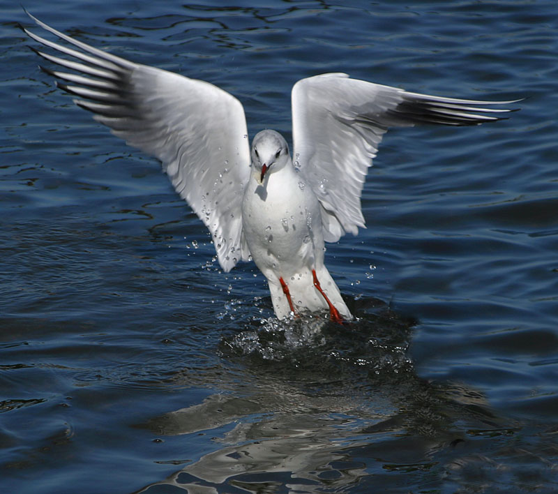 photo "Landing" tags: nature, wild animals