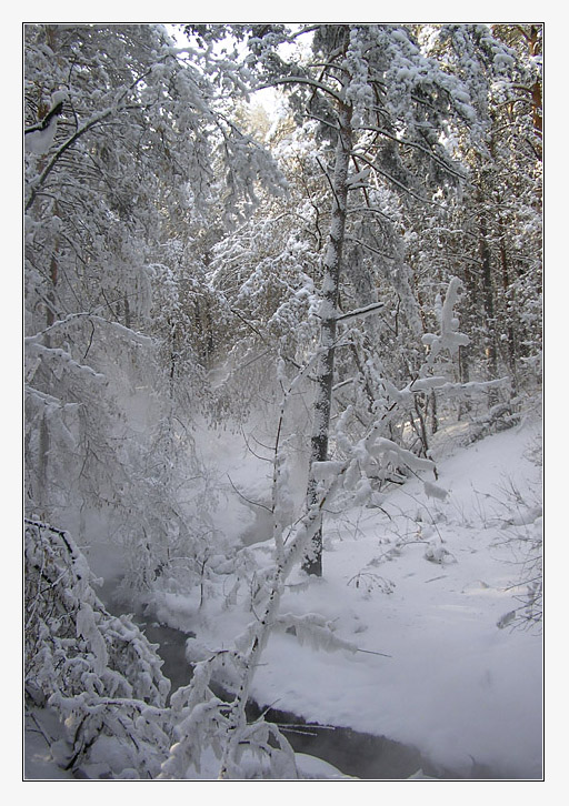 photo "February" tags: landscape, forest, winter