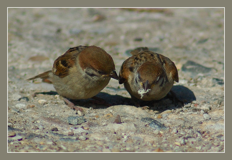 photo "***" tags: nature, wild animals