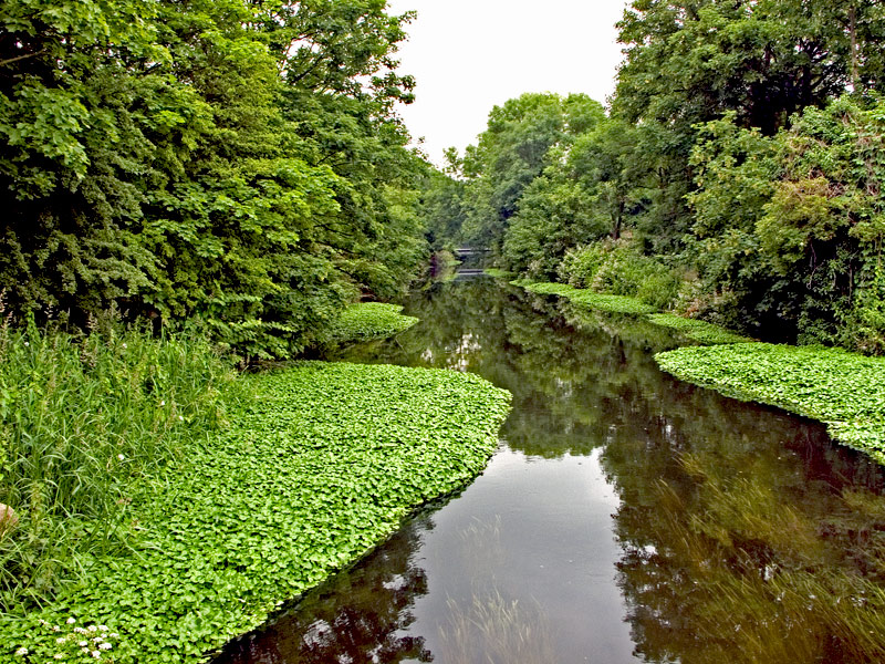 фото "Stream through a meadow" метки: путешествия, Европа