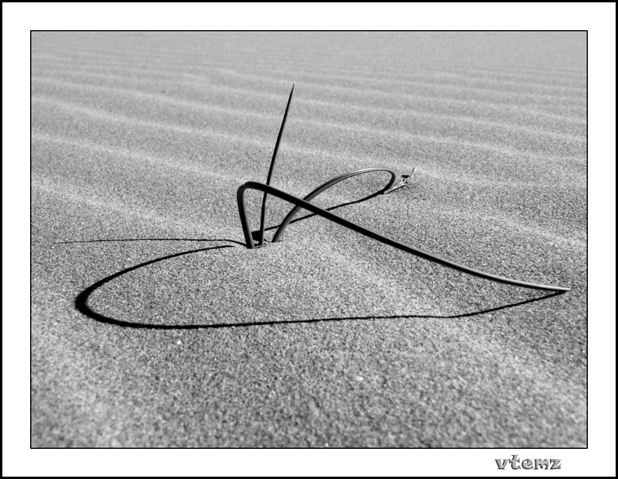 photo "Plant signature - Firma vegetal" tags: nature, flowers