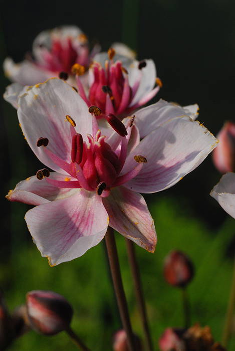 photo "Spring is comming!" tags: nature, macro and close-up, flowers