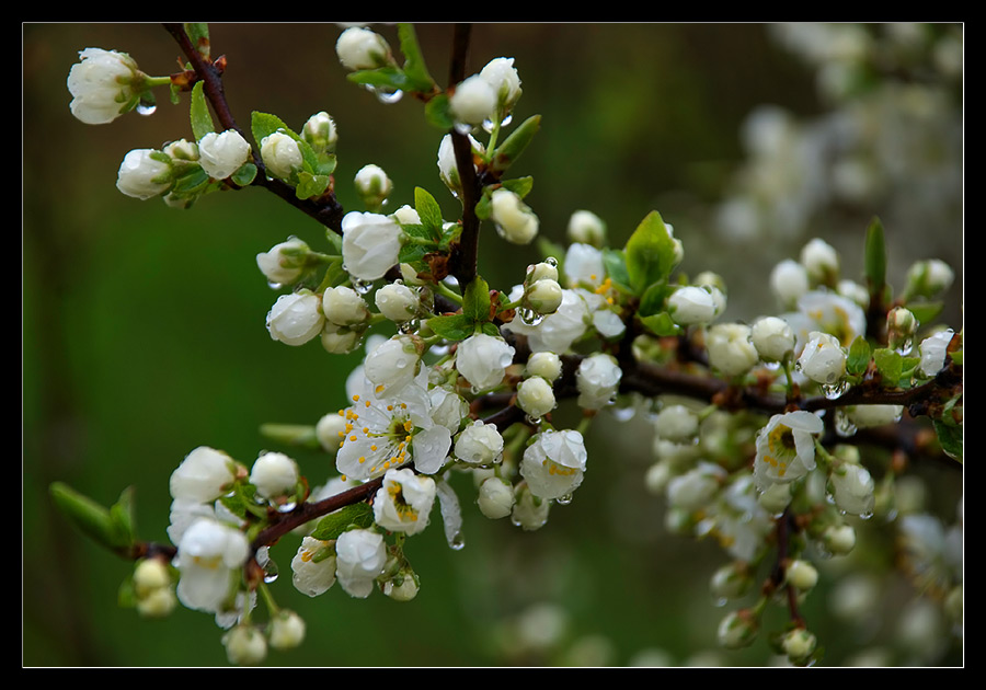 photo "***" tags: nature, flowers