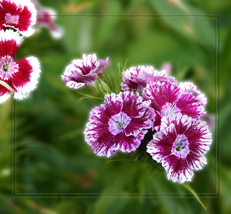 photo "*" tags: nature, macro and close-up, flowers