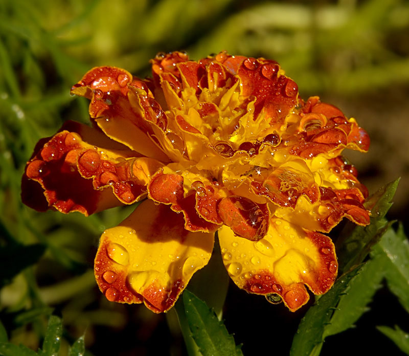 photo "***" tags: nature, macro and close-up, flowers