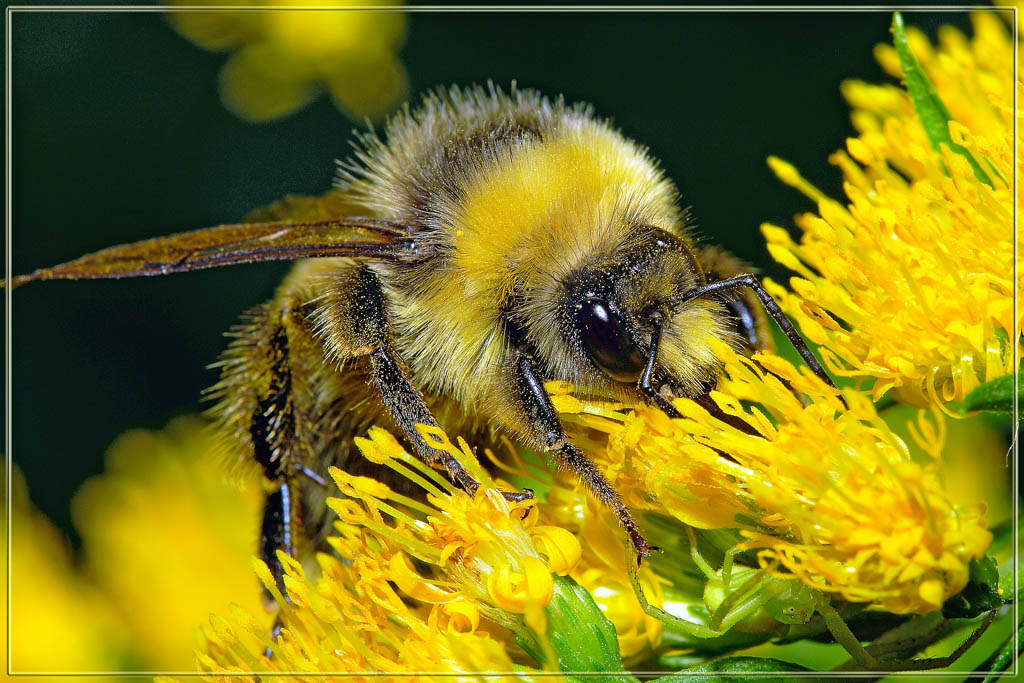 photo "Unsought guest" tags: macro and close-up, 