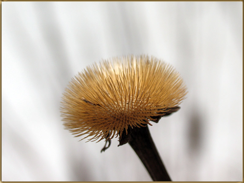 photo "***" tags: macro and close-up, nature, flowers