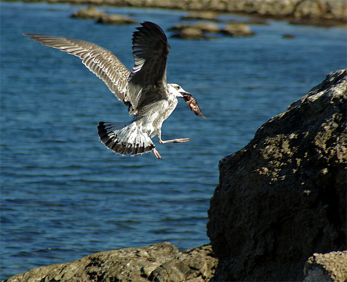 photo "Fish Day" tags: nature, wild animals