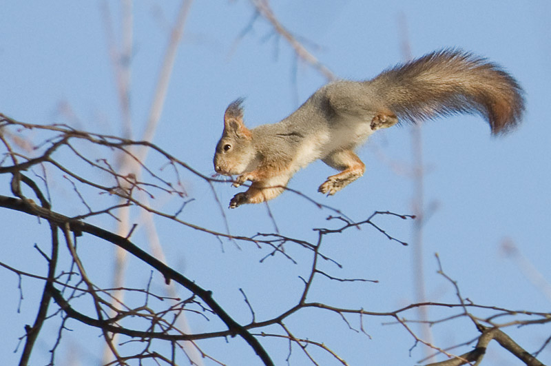 photo "Squirrel-man forever" tags: nature, misc., wild animals