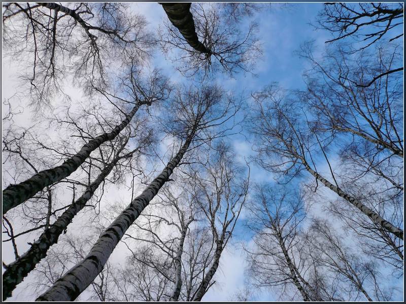 фото "Улетая в Синь Небес" метки: пейзаж, зима