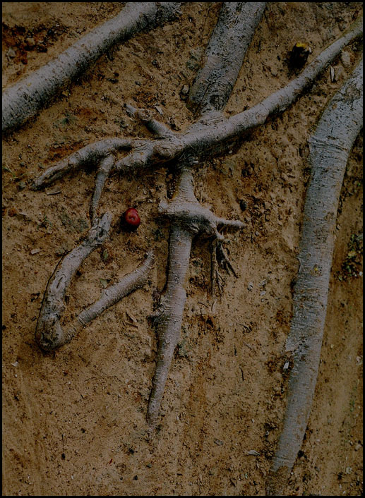 photo "Roots" tags: nature, abstract, flowers
