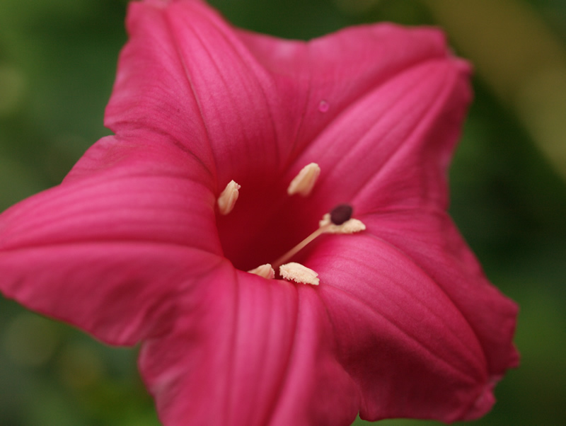 photo "Flower, Royal Botanic Gardens, Edinburgh" tags: nature, macro and close-up, flowers