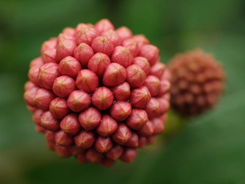 photo "***" tags: nature, macro and close-up, flowers