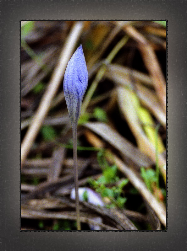 photo "Autumn crocus" tags: nature, flowers