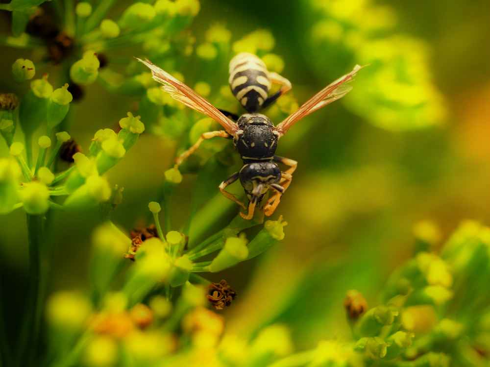 photo "Wasp" tags: nature, macro and close-up, insect