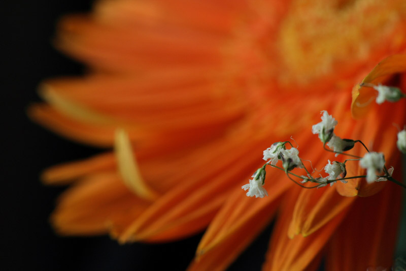 photo "Orange" tags: nature, flowers