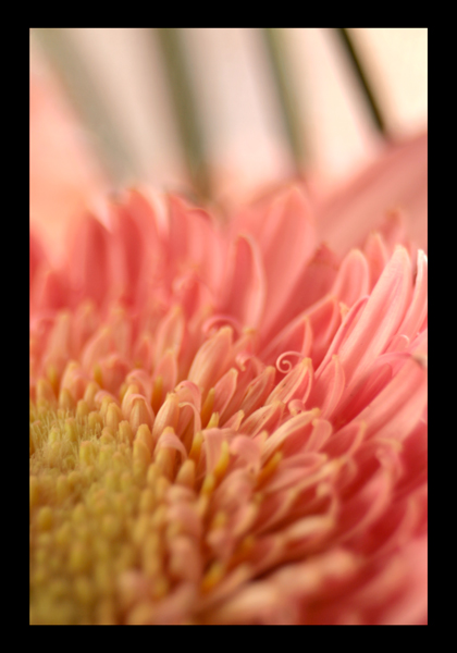 photo "***" tags: nature, macro and close-up, flowers