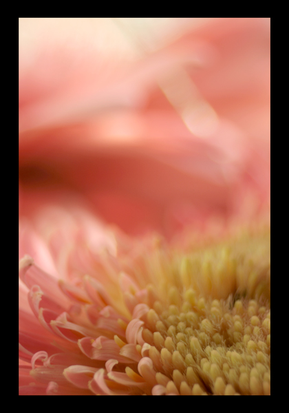 photo "***" tags: nature, macro and close-up, flowers