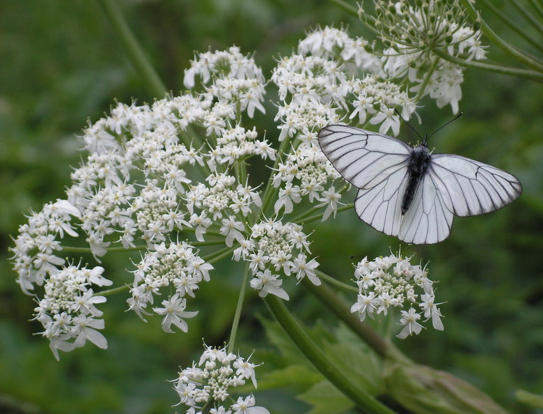 photo "***" tags: nature, macro and close-up, flowers