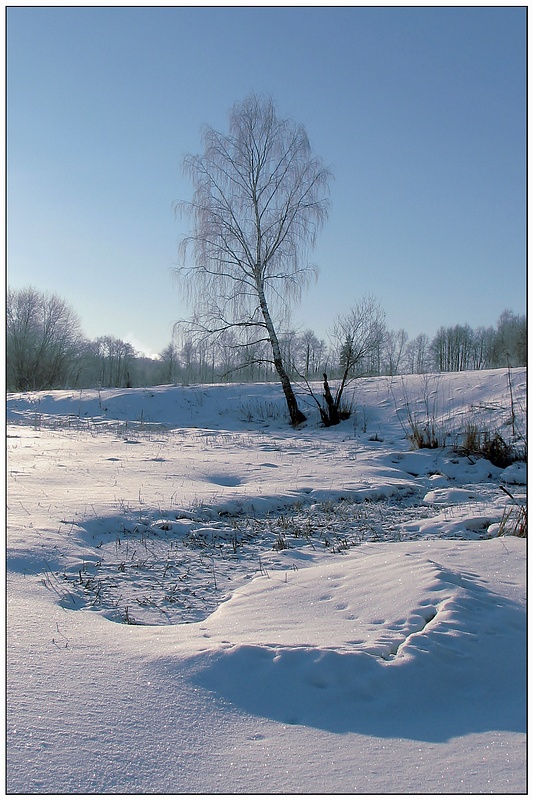 фото "Белая береза" метки: пейзаж, зима