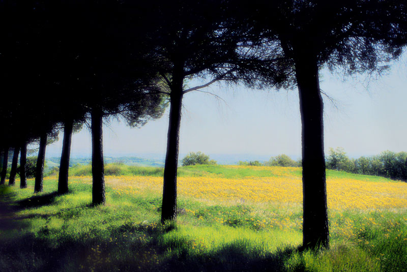 photo "Green, Yellow and Black" tags: landscape, forest