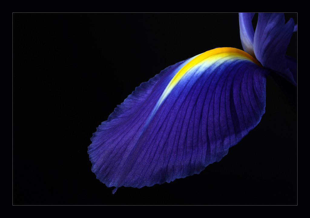 photo "iris" tags: nature, flowers